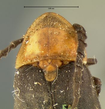 Media type: image;   Entomology 2775 Aspect: pronotum dorsal